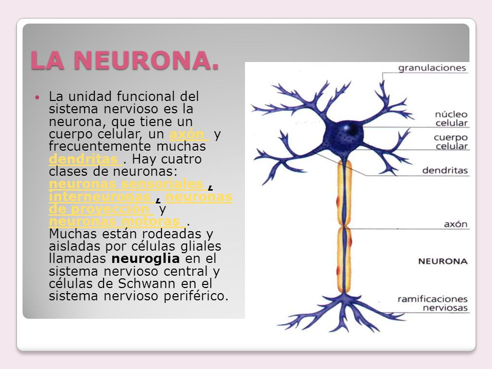 funcion del nucleo celular linear unit solfa syllable neurona